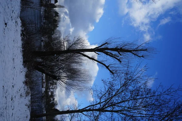 Χειμερινό Χιονισμένο Τοπίο Υπέροχη Βλάστηση Τον Ιανουάριο Βερολίνο Γερμανία — Φωτογραφία Αρχείου