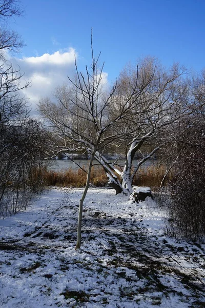 Vintersnöigt Landskap Med Underbar Växtlighet Januari Berlin Tyskland — Stockfoto