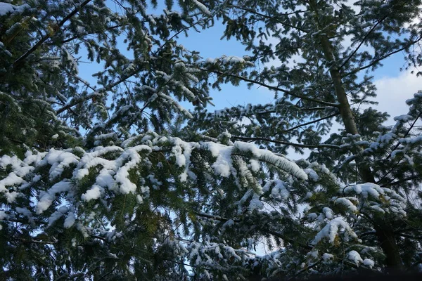 Vacker Vegetation Vintern Filialer Träd Mot Himlen Januari Berlin Tyskland — Stockfoto