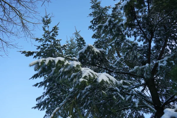 Beautiful Vegetation Winter Branches Trees Sky January Berlin Germany — Stock Photo, Image