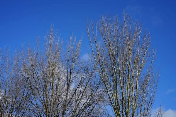 Vacker Vegetation Vintern Filialer Träd Mot Himlen Januari Berlin Tyskland — Stockfoto