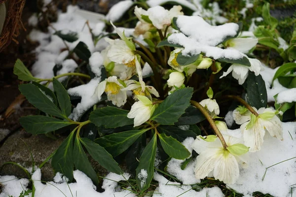 White Helleborus Niger Snow February Garden Beautiful Vegetation Winter Berlin — Stock Photo, Image