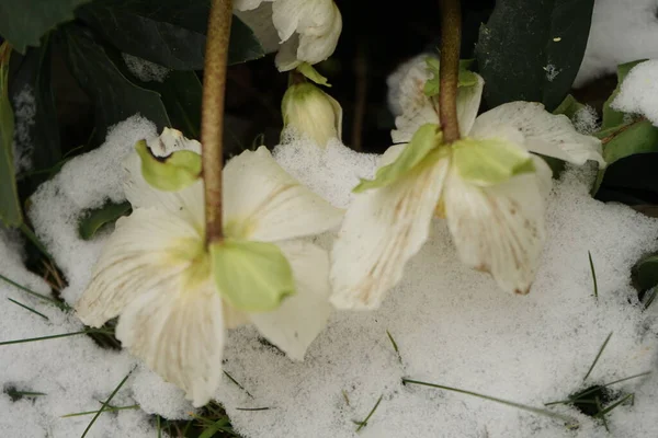 Helleborus Niger Blanco Bajo Nieve Febrero Jardín Hermosa Vegetación Invierno —  Fotos de Stock