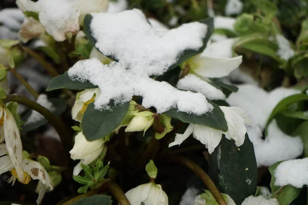 White Helleborus Niger Κάτω Από Χιόνι Φεβρουάριο Στον Κήπο Όμορφη — Φωτογραφία Αρχείου