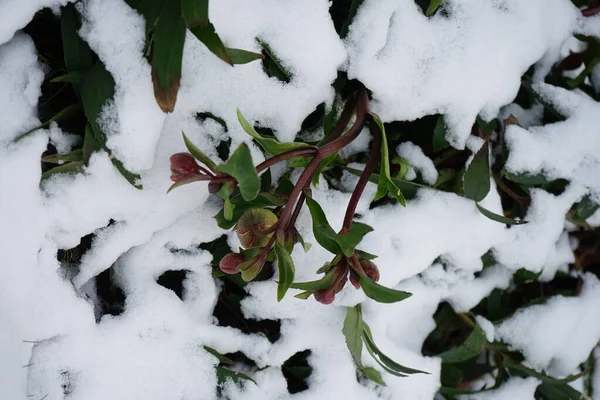 庭で2月に雪の下で赤いHelleborusニガー 冬の美しい植生 ドイツ ベルリン — ストック写真
