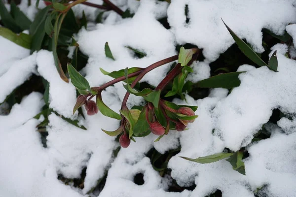 Piros Helleborus Niger Alatt Februárban Kertben Gyönyörű Növényzet Télen Berlin — Stock Fotó