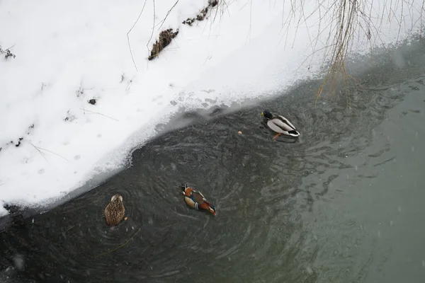 Galinhas Aquáticas Selvagens Perto Rio Wuhle Sob Flocos Neve Fevereiro — Fotografia de Stock