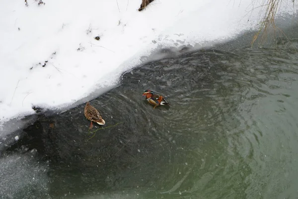Galinhas Aquáticas Selvagens Perto Rio Wuhle Sob Flocos Neve Fevereiro — Fotografia de Stock