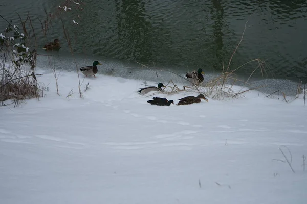 Volaille Eau Sauvage Près Rivière Wuhle Sous Les Flocons Neige — Photo