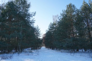 Güneşli bir şubat gününde muhteşem karlı bir manzara. Berlin, Almanya
