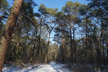 Güneşli bir şubat gününde muhteşem karlı bir manzara. Berlin, Almanya  