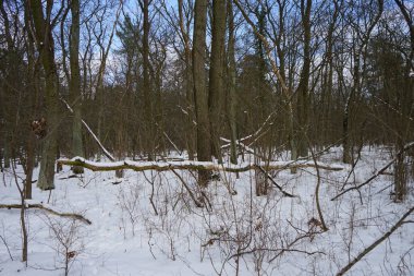 Şubat ayında güneşli bir günde muhteşem bir kar manzarası. Berlin, Almanya   