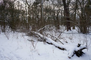 Şubat ayında güneşli bir günde muhteşem bir kar manzarası. Berlin, Almanya   