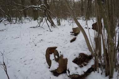 Güneşli bir şubat gününde muhteşem karlı bir manzara. Berlin, Almanya