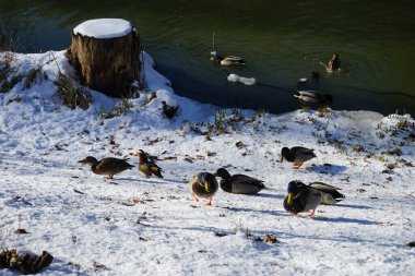 Şubat ayı başlarında Berlin, Almanya 'da Wuhle nehri kıyısında yaşayan vahşi ördekler.  