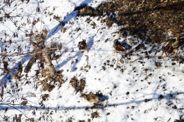 Şubat ayı başlarında Berlin, Almanya 'da Wuhle nehri kıyısında yaşayan vahşi ördekler.  