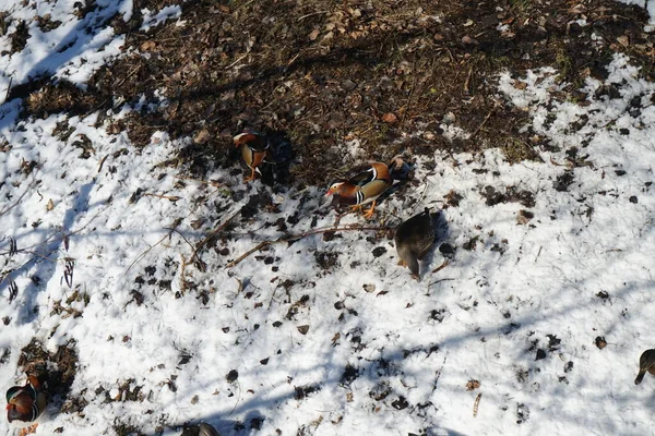 Şubat ayı başlarında Berlin, Almanya 'da Wuhle nehri kıyısında yaşayan vahşi ördekler.  