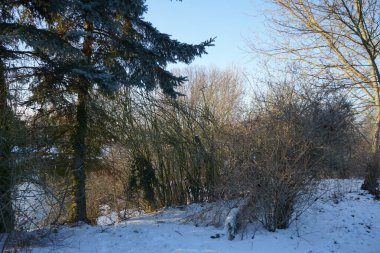 Şubat ayında Wuhle nehri kenarındaki güzel kar manzarası. Marzahn-Hellersdorf, Berlin, Almanya  