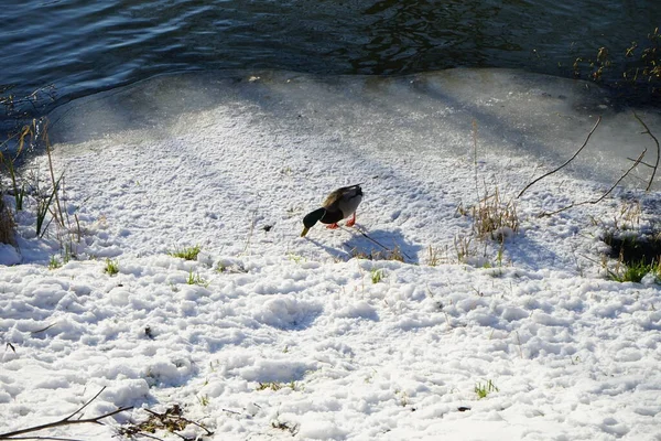A drake walks in the snow on the banks of a river in winter in Berlin. Marzahn-Hellersdorf, Berlin, Germany