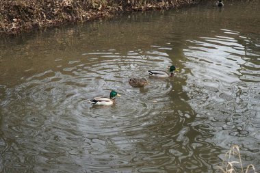 Şubat ayında Wuhle Nehri 'ndeki vahşi ördekler. Berlin, Almanya  