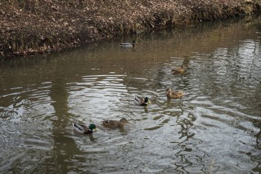 Şubat ayında Wuhle Nehri 'ndeki vahşi ördekler. Berlin, Almanya  