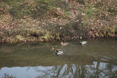 Şubat ayında Wuhle Nehri 'ndeki vahşi ördekler. Berlin, Almanya  