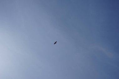 Mavi gökyüzünün arka planında bir kuş. Berlin, Almanya 