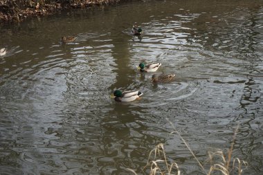 Şubat ayında Wuhle Nehri 'ndeki vahşi ördekler. Berlin, Almanya  