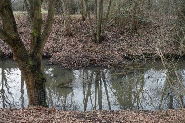 Şubat ayında Wuhle Nehri 'ndeki vahşi ördekler. Nehirdeki Kunduz Barajı. Berlin, Almanya 