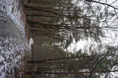 Şubat 'ta Berlin ormanlarında erime. Berlin, Almanya  