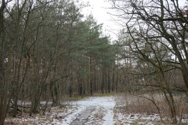Şubat 'ta Berlin ormanlarında erime. Berlin, Almanya  