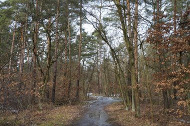 Şubat 'ta Berlin ormanlarında erime. Berlin, Almanya  