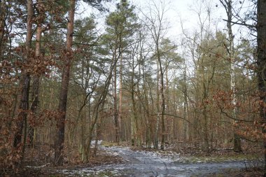 Şubat 'ta Berlin ormanlarında erime. Berlin, Almanya  