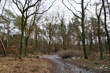 Şubat 'ta Berlin ormanlarında erime. Berlin, Almanya  