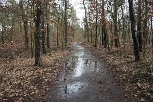 Şubat 'ta Berlin ormanlarında erime. Berlin, Almanya  