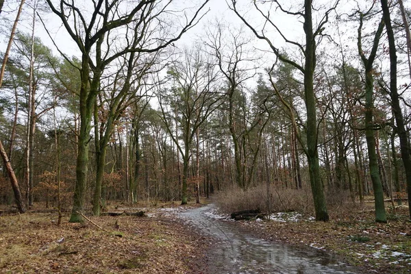 Şubat 'ta Berlin ormanlarında erime. Berlin, Almanya  