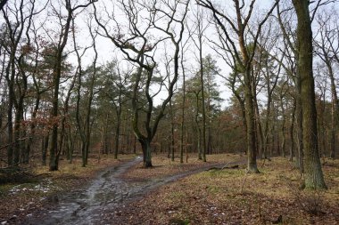 Şubat 'ta Berlin ormanlarında erime. Berlin, Almanya  