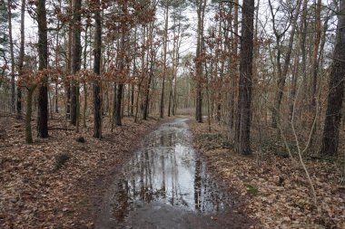 Şubat 'ta Berlin ormanlarında erime. Berlin, Almanya  