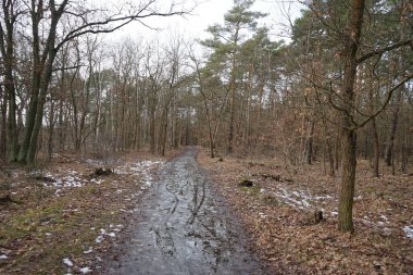Şubat 'ta Berlin ormanlarında erime. Berlin, Almanya  