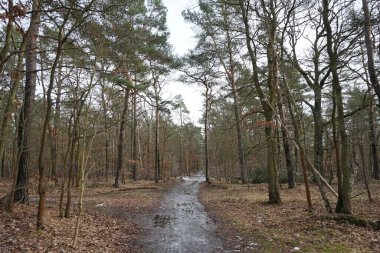 Şubat 'ta Berlin ormanlarında erime. Berlin, Almanya  
