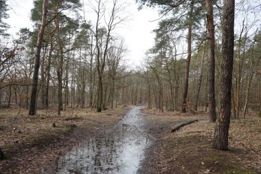 Şubat 'ta Berlin ormanlarında erime. Berlin, Almanya  