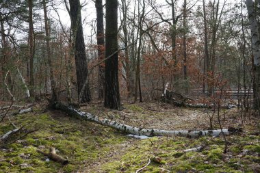 Şubat 'ta Berlin ormanlarında erime. Berlin, Almanya 