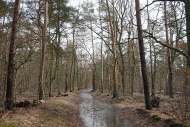 Şubat 'ta Berlin ormanlarında erime. Berlin, Almanya 