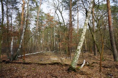 Berlin Ormanı 'nda Şubat ayında buzlar çözüldü. Berlin, Almanya 