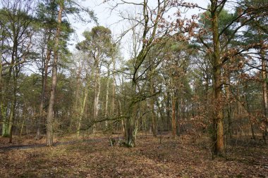 Berlin Ormanı 'nda Şubat ayında buzlar çözüldü. Berlin, Almanya 