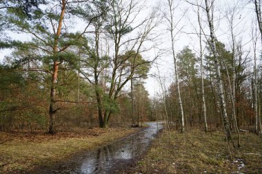 Şubat 'ta Berlin ormanlarında erime. Berlin, Almanya 