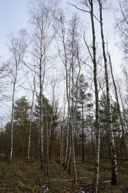 Berlin Ormanı 'nda Şubat ayında buzlar çözüldü. Berlin, Almanya 
