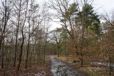 Şubat 'ta Berlin ormanlarında erime. Berlin, Almanya 