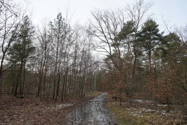 Şubat 'ta Berlin ormanlarında erime. Berlin, Almanya 
