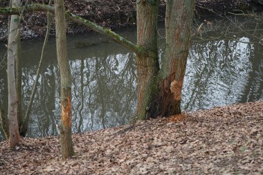 Ağaçlar Wuhle Nehri boyunca kunduzlar tarafından kemirildi ve kesildi. Berlin, Almanya  
